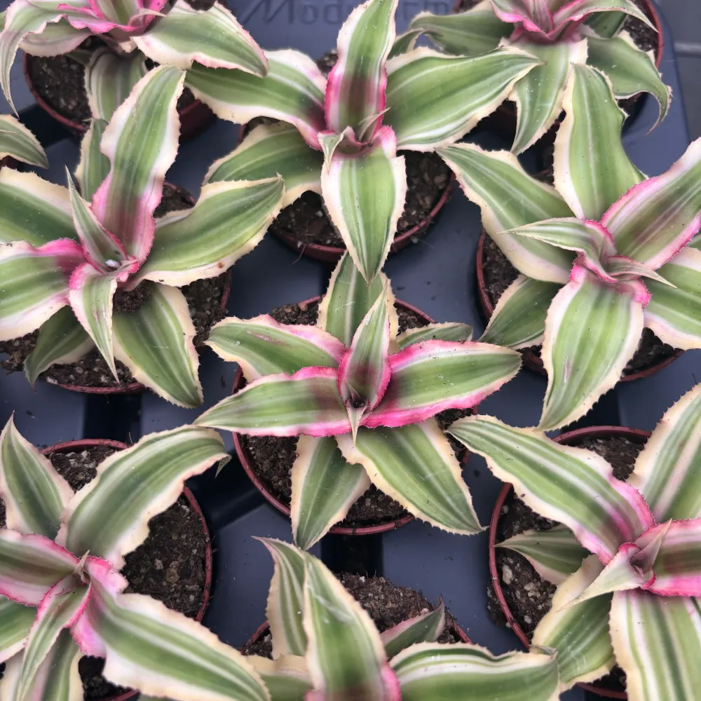 Cryptanthus ‘Rubin Star’