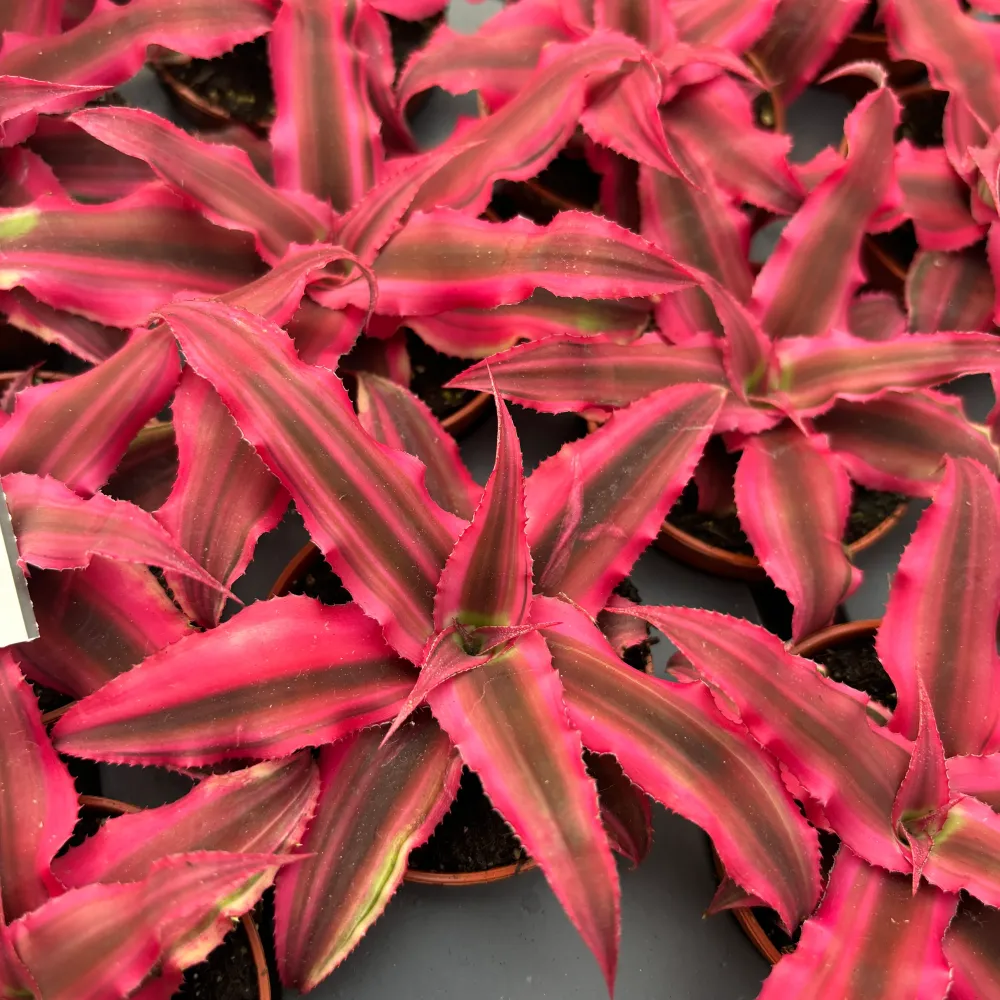 Cryptanthus ‘Rubin Star’
