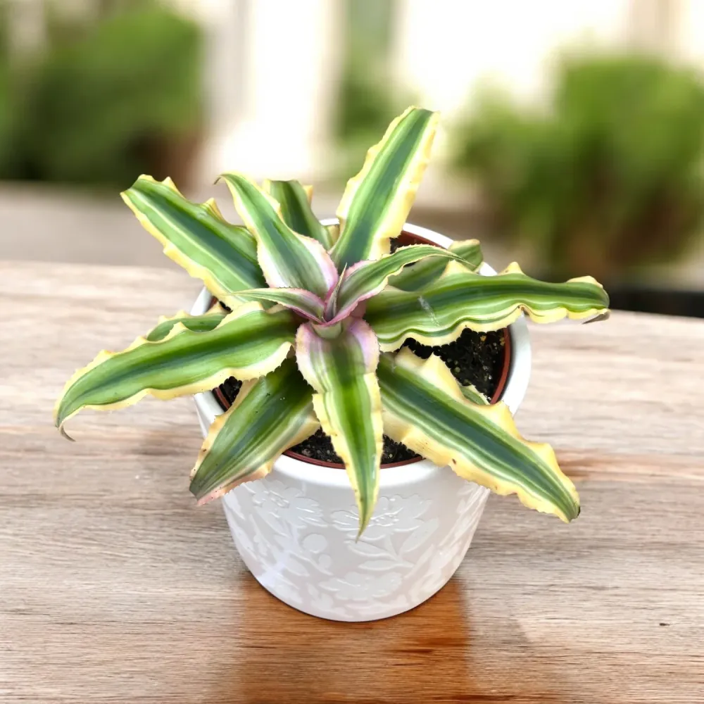 Cryptanthus ‘Rubin Star’ D9 - earth star