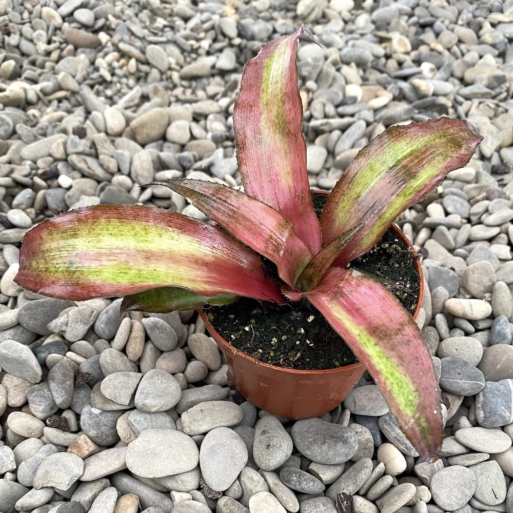 Cryptanthus Strawberries Flambe