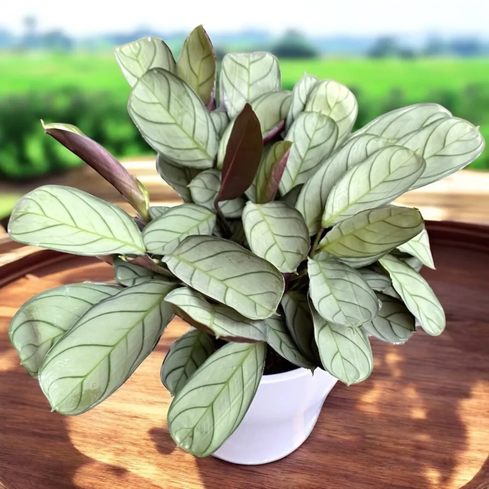 Ctenanthe burle marxii 'Amagris' - planta tropicala cu frunze argintii