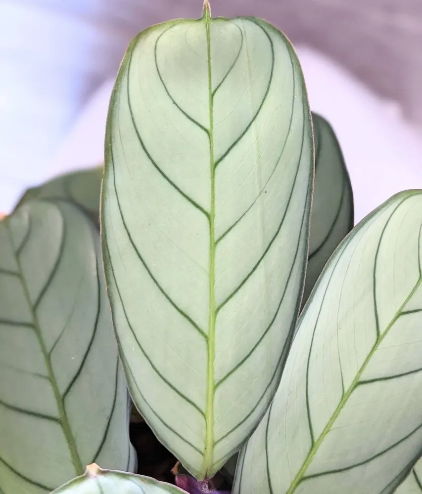 Ctenanthe burle marxii 'Amagris' - planta tropicala cu frunze argintii
