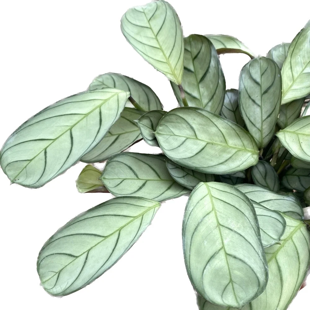 Ctenanthe burle marxii 'Amagris' - planta tropicala cu frunze argintii