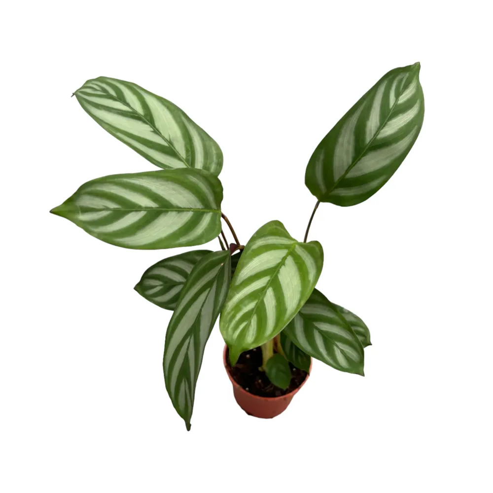 Ctenanthe setosa 'Compact Star' (babyplant)