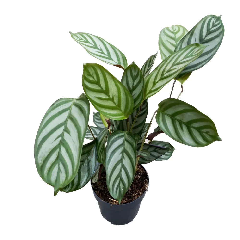 Ctenanthe setosa 'Compactstar' (Ctenanthe setosa 'Green Flag')
