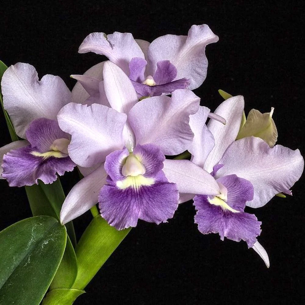 Ctt. Final Blue 'Royal Purple' (Ctt. Blue Dynasty × C. walkeriana)