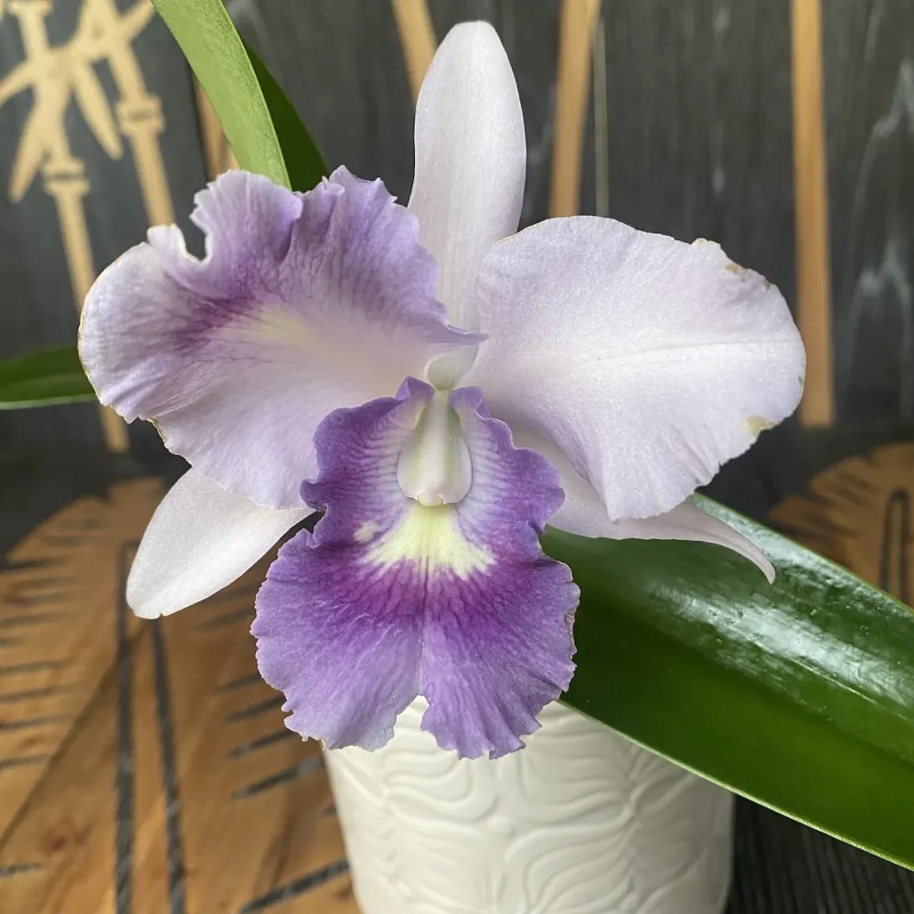 Ctt. Final Blue 'Royal Purple' (Ctt. Blue Dynasty × C. walkeriana)