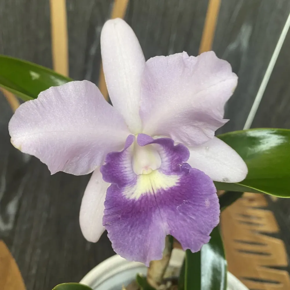 Ctt. Final Blue 'Royal Purple' (Ctt. Blue Dynasty × C. walkeriana)