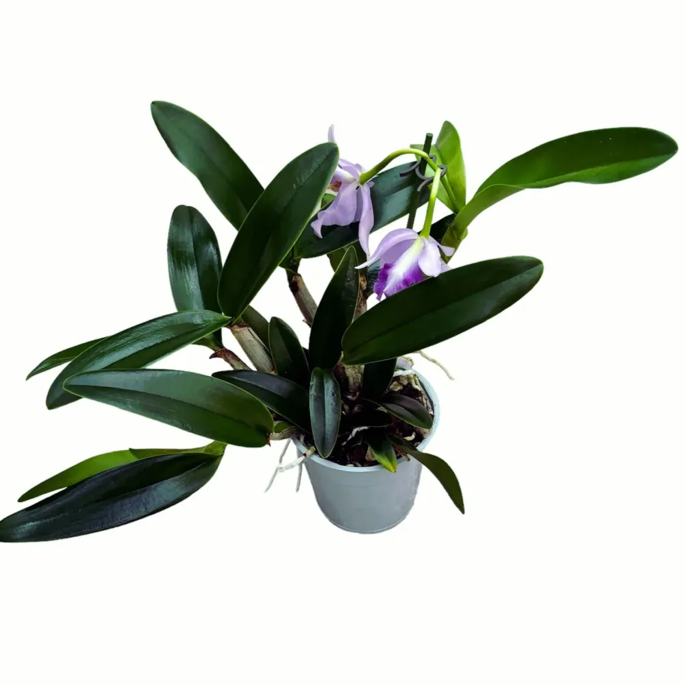 Ctt. Final Blue 'Royal Purple' - exemplare XL (flori intens parfumate)