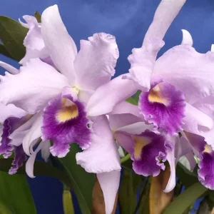 Ctt. Poor Paul 'Blue Heaven' PC/JOS parfumata