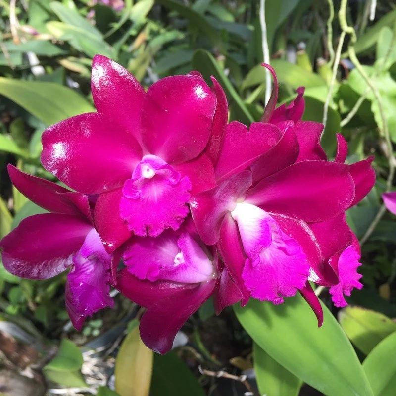 Ctt. Qing Ming Thirteen 'Red Grapes'