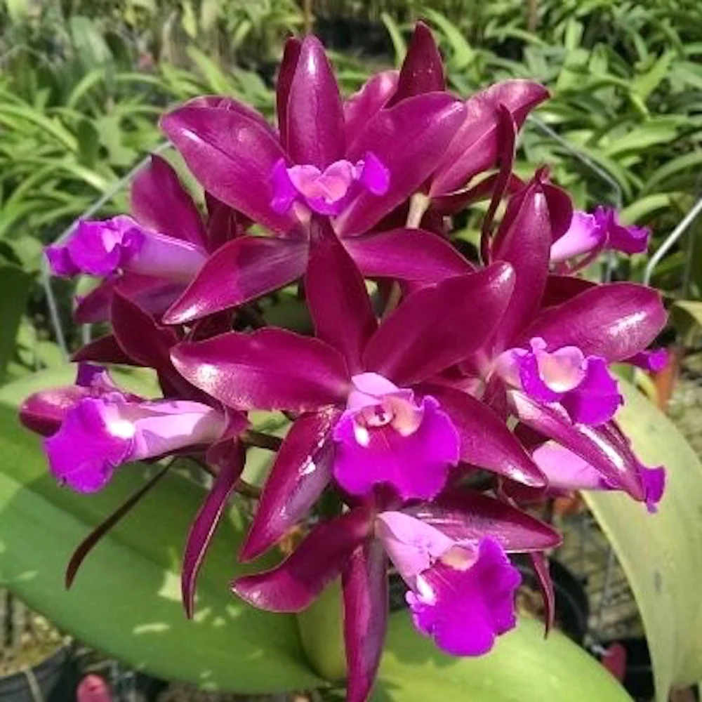 Ctt. Qing Ming Thirteen 'Red Grapes'