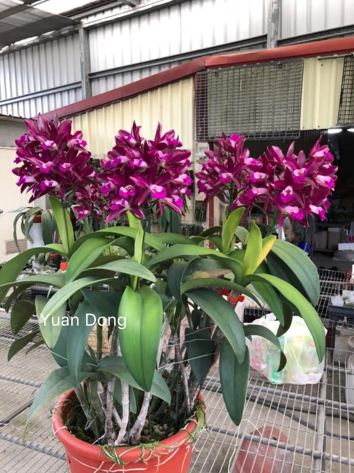 Ctt. Qing Ming Thirteen 'Red Grapes'