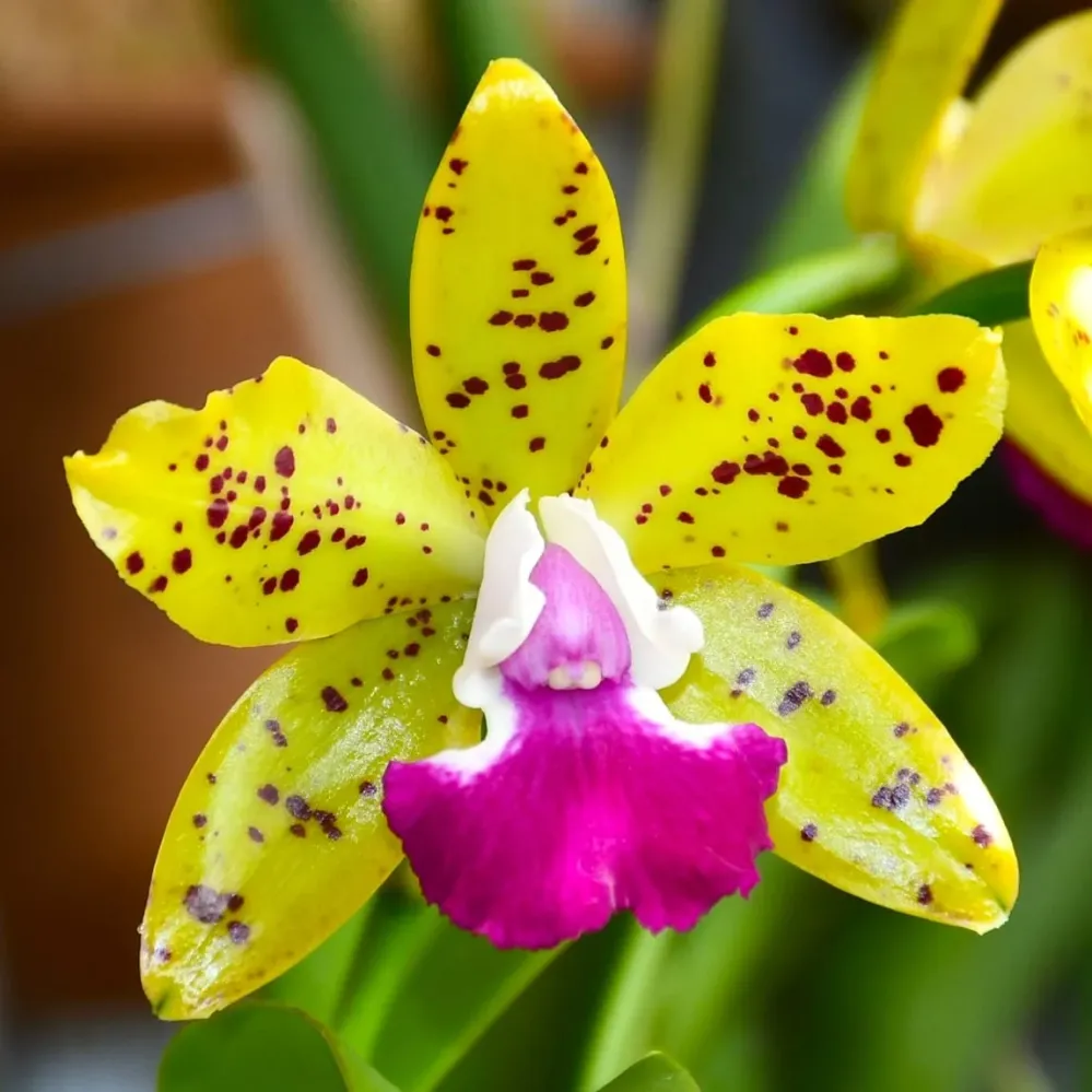 Ctt. Siamese Doll 'Kiwi' - flori mari parfumate