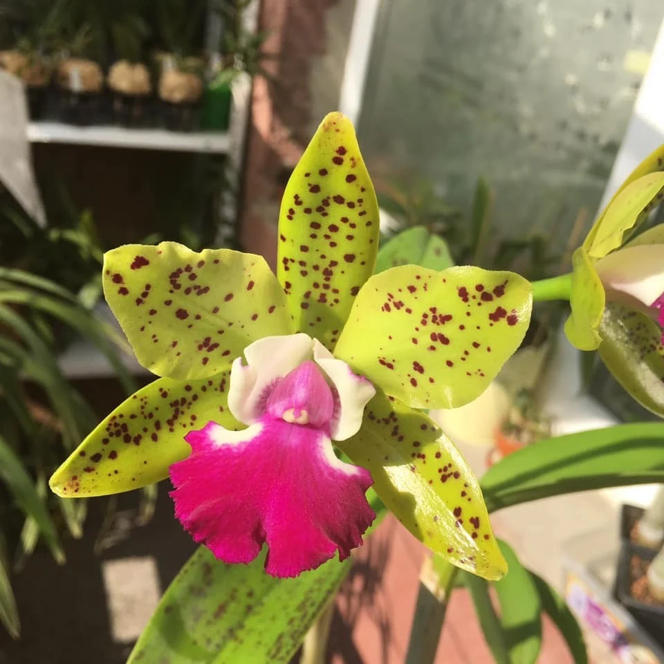 Ctt. Siamese Doll 'Kiwi' - flori mari parfumate
