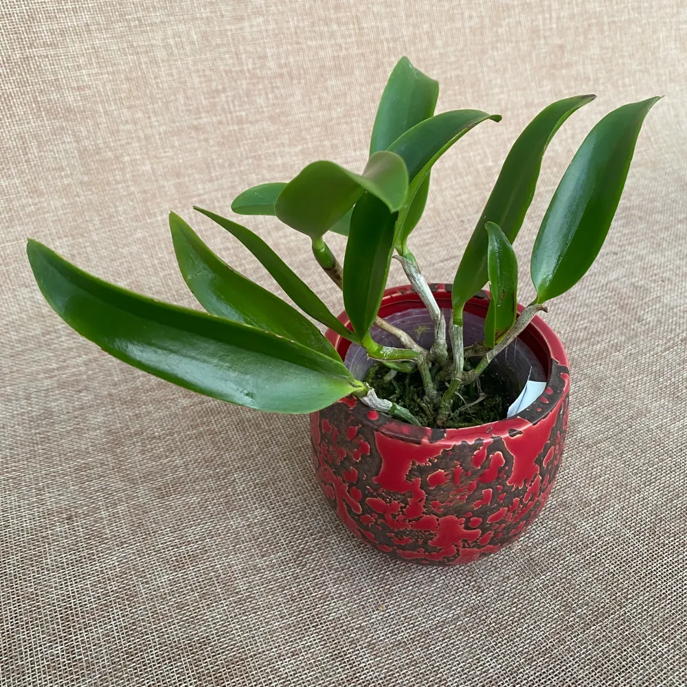Ctt. Siamese Doll 'Kiwi' - flori mari parfumate