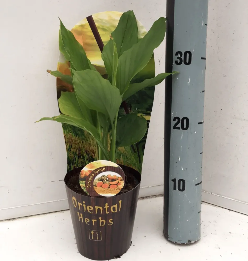 Curcuma longa (Turmeric) - rizomi ghiveci