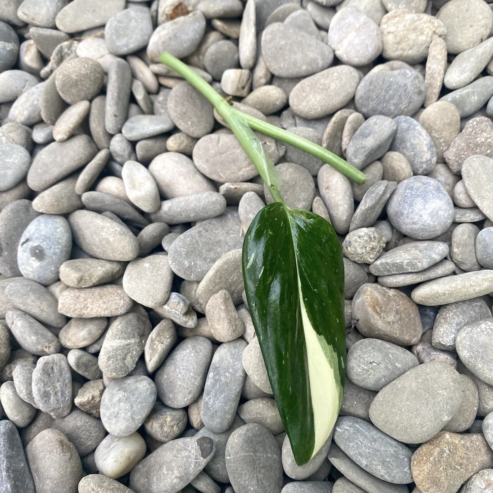 Cuttings Monstera Standleyana ‘Albo Variegata’ (neinradacinat)