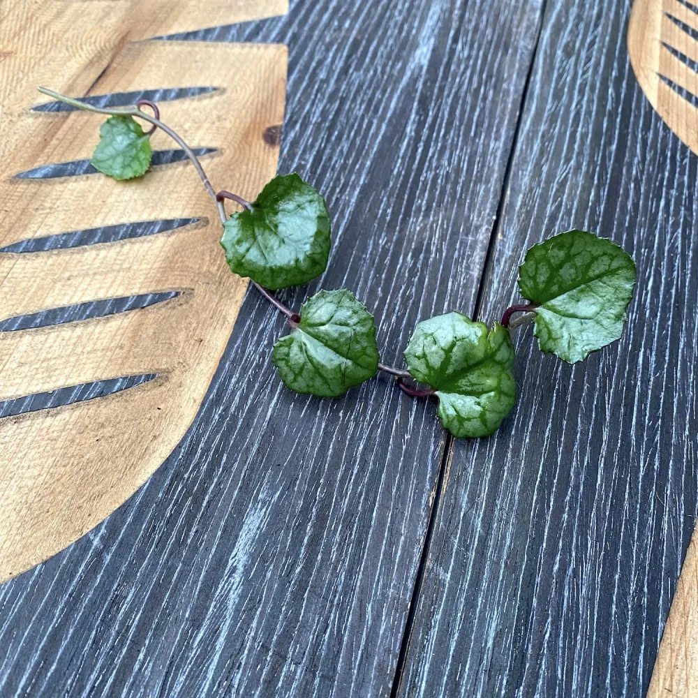 Cuttings Senecio Mikanoides 'Magic Marble' (neinradacinat)