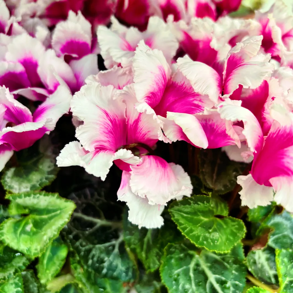Cyclamen Abanico mix