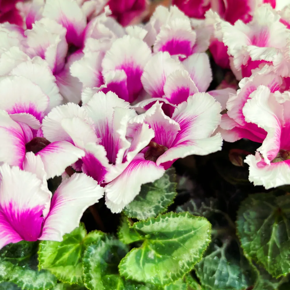 Cyclamen Abanico mix