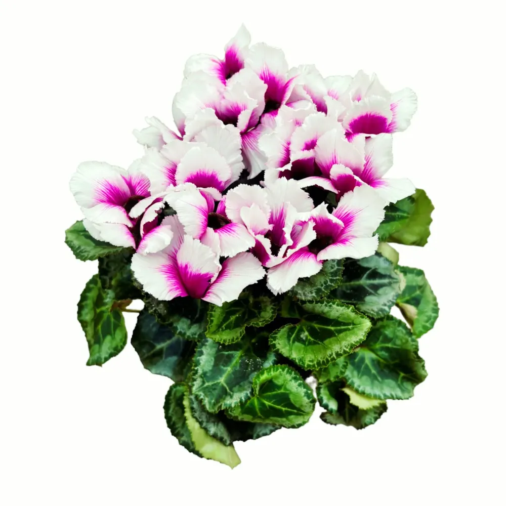 Cyclamen Abanico mix