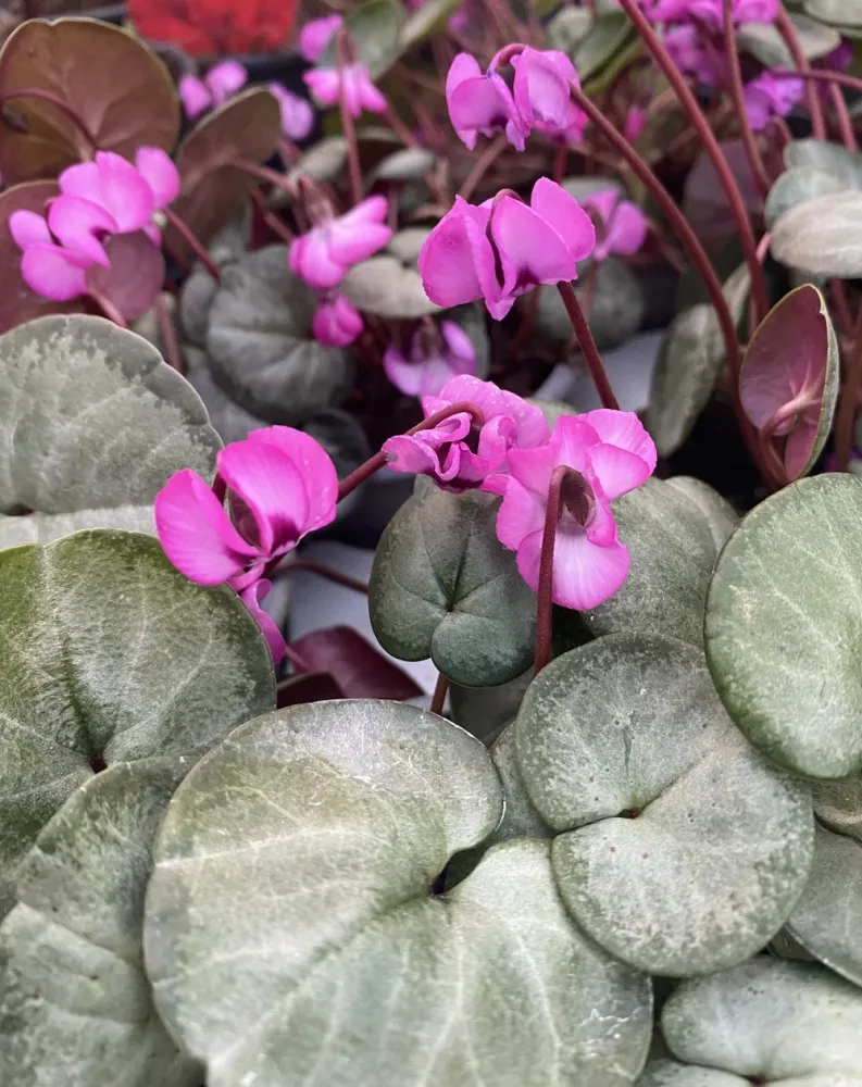 Cyclamen coum mix (Persian Violet) de gradina