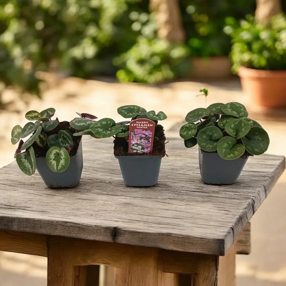 Cyclamen coum mix (Persian Violet) de gradina
