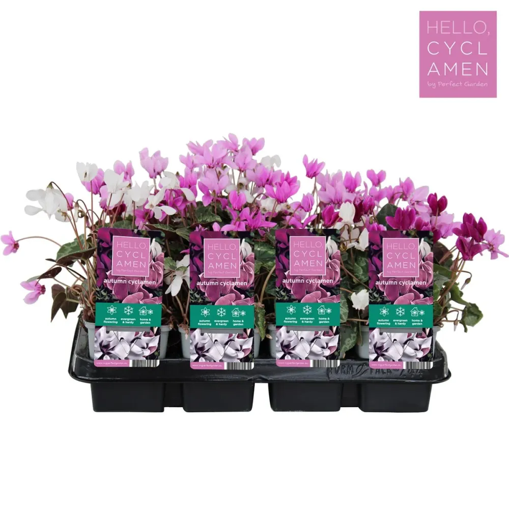 Cyclamen hederifolium mix - Cyclamen de toamna (de gradina)