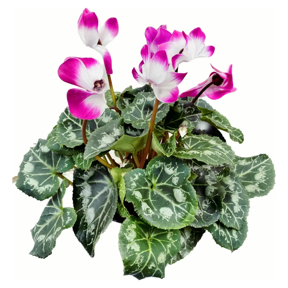 Cyclamen Indiaka