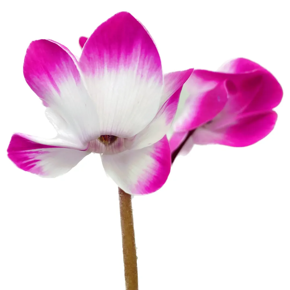 Cyclamen Indiaka