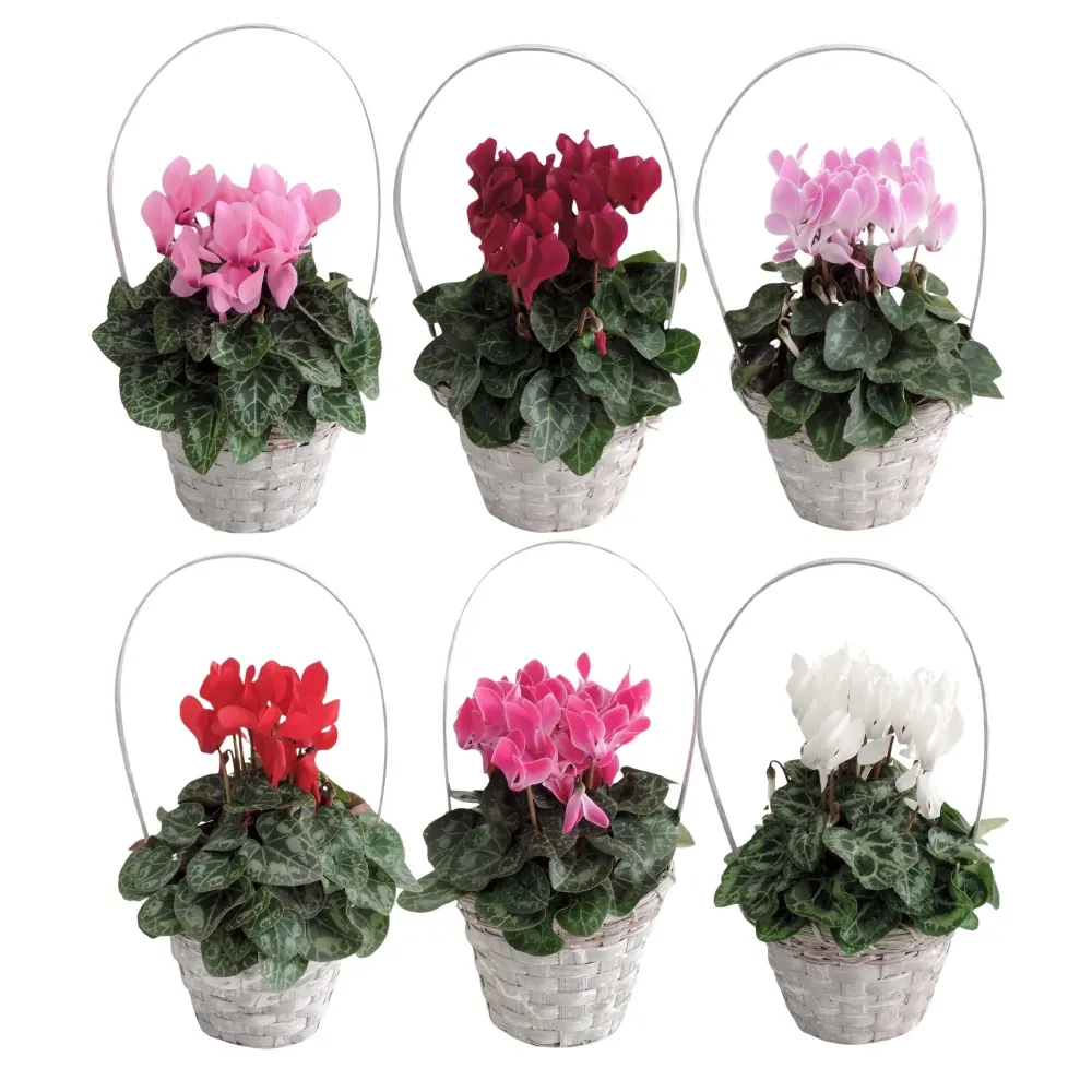 Cyclamen persicum ghiveci - mix de culori, cos de nuiele
