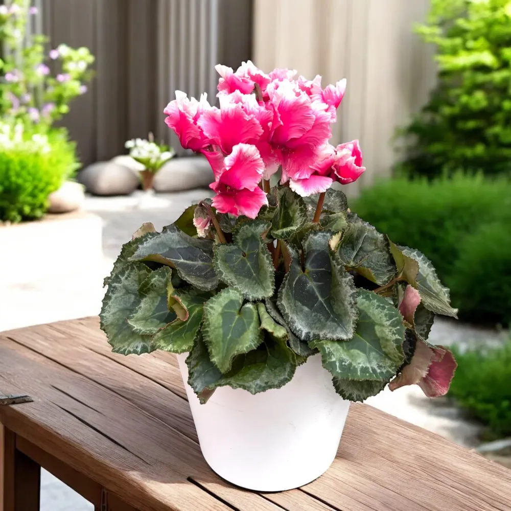 Cyclamen vas decorativ – eleganta de sezon, gata de oferit