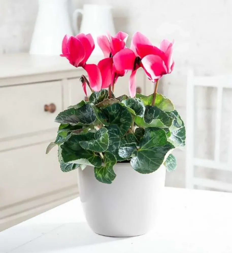 Cyclamen vas decorativ – eleganta de sezon, gata de oferit