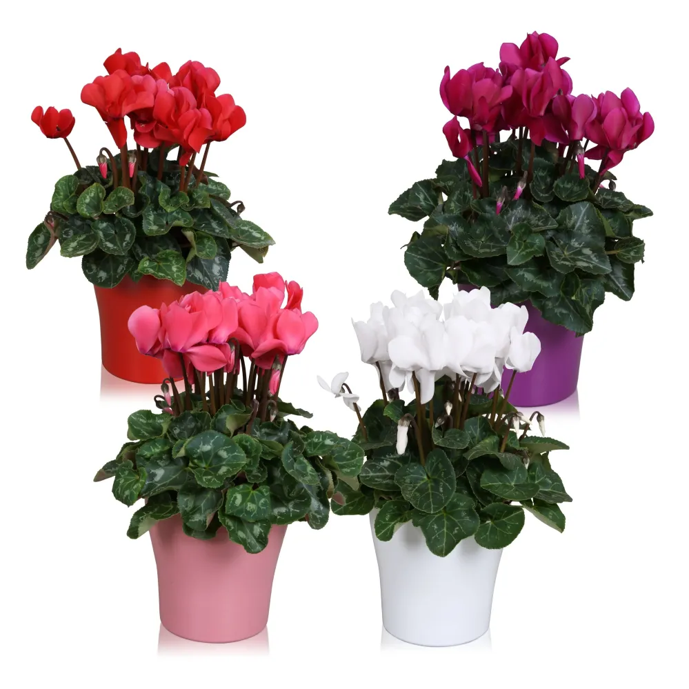 Cyclamen vas decorativ – eleganta de sezon, gata de oferit