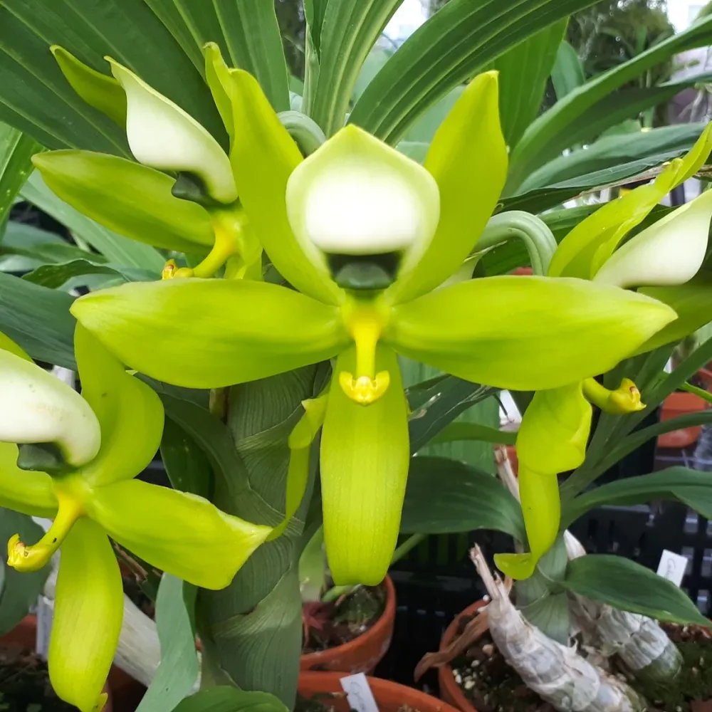 Cycnoches chlorochilon 'Jumbo' - flori uriase, parfumate!