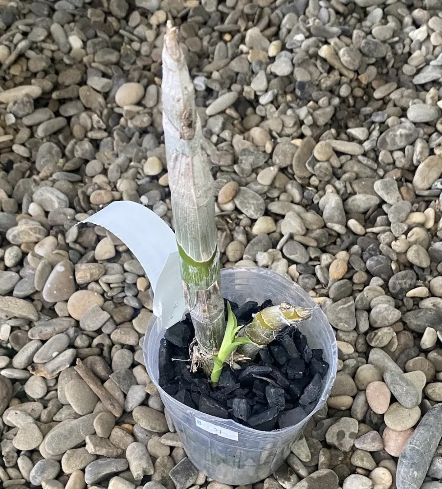 Cycnoches chlorochilon 'Jumbo' - flori uriase, parfumate!
