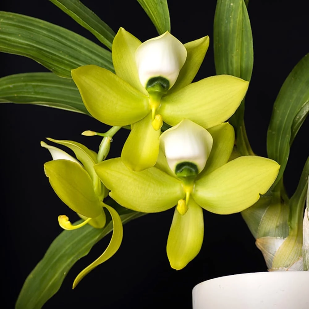 Cycnoches Mass Confusion - flori parfumate de 15 cm!