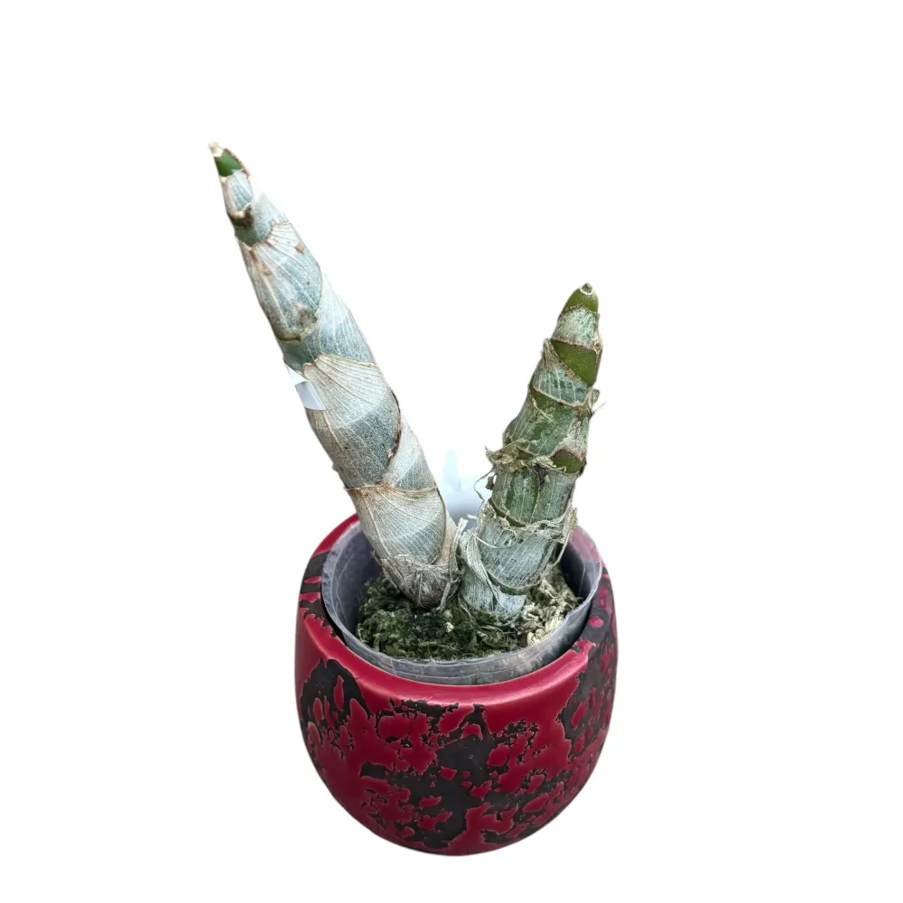 Cycnoches Mass Confusion - flori parfumate de 15 cm!