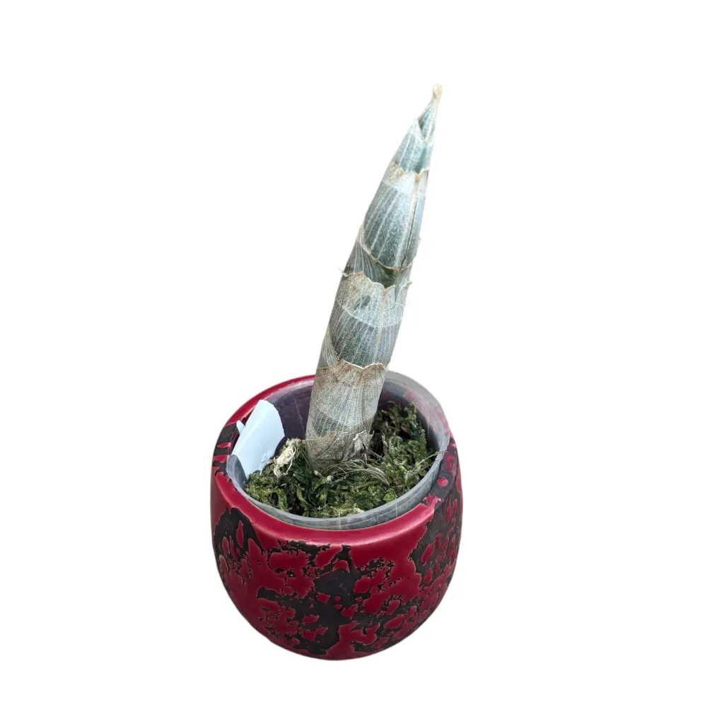 Cycnoches Mass Confusion - flori parfumate de 15 cm!