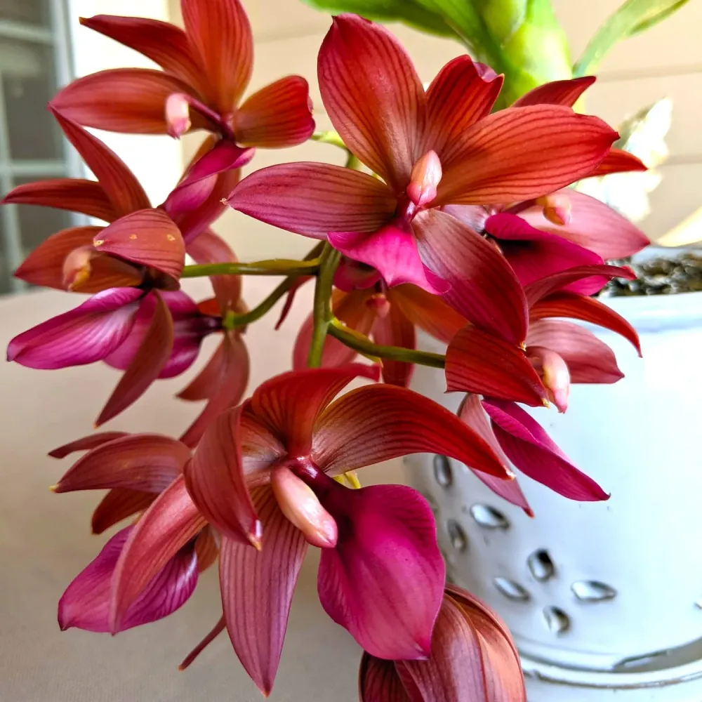 Cycnodes Wine Delight (variegata) - flori intens parfumate