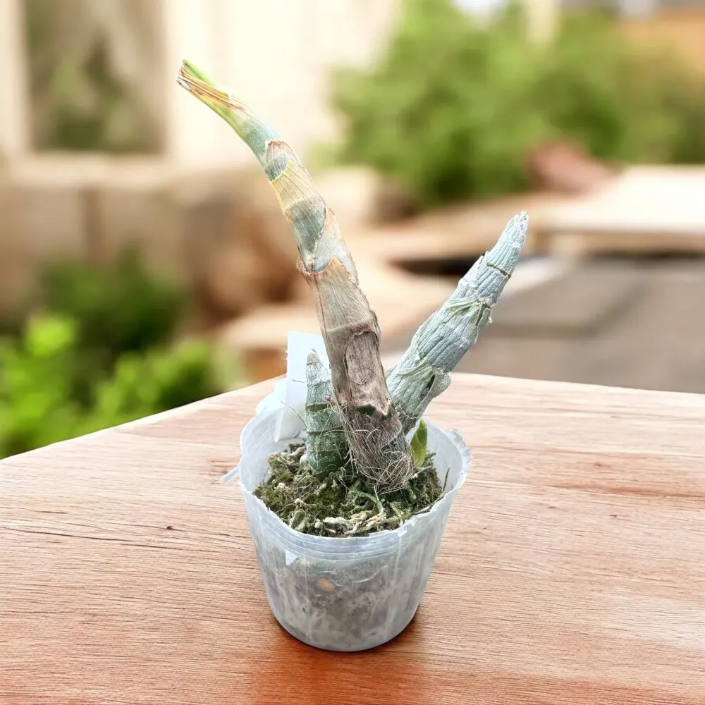 Cycnodes Wine Delight (variegata) - flori intens parfumate