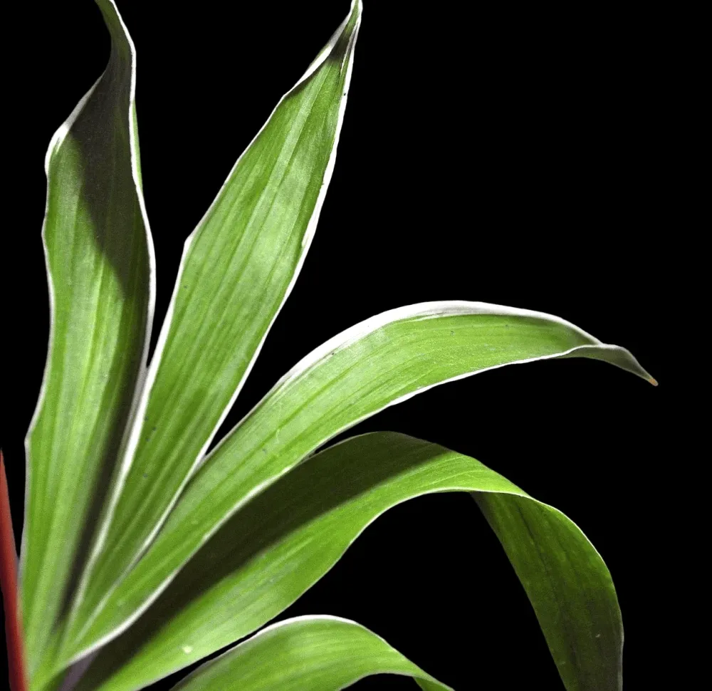 Cycnodes Wine Delight (variegata) - flori intens parfumate