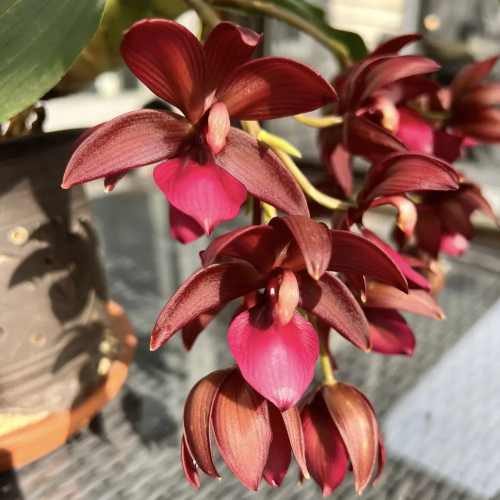 Cycnodes Wine Delight (variegata) - flori intens parfumate
