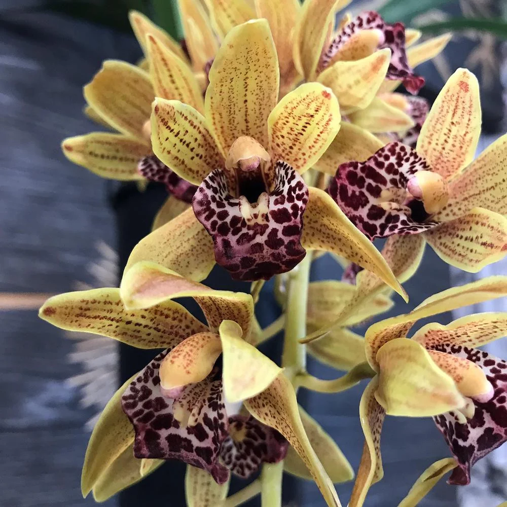 Cymbidium Auburn (curgator)