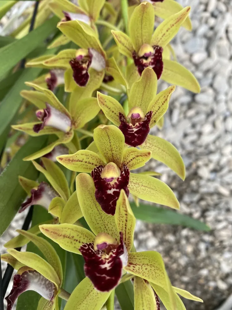 Cymbidium Auburn (curgator)
