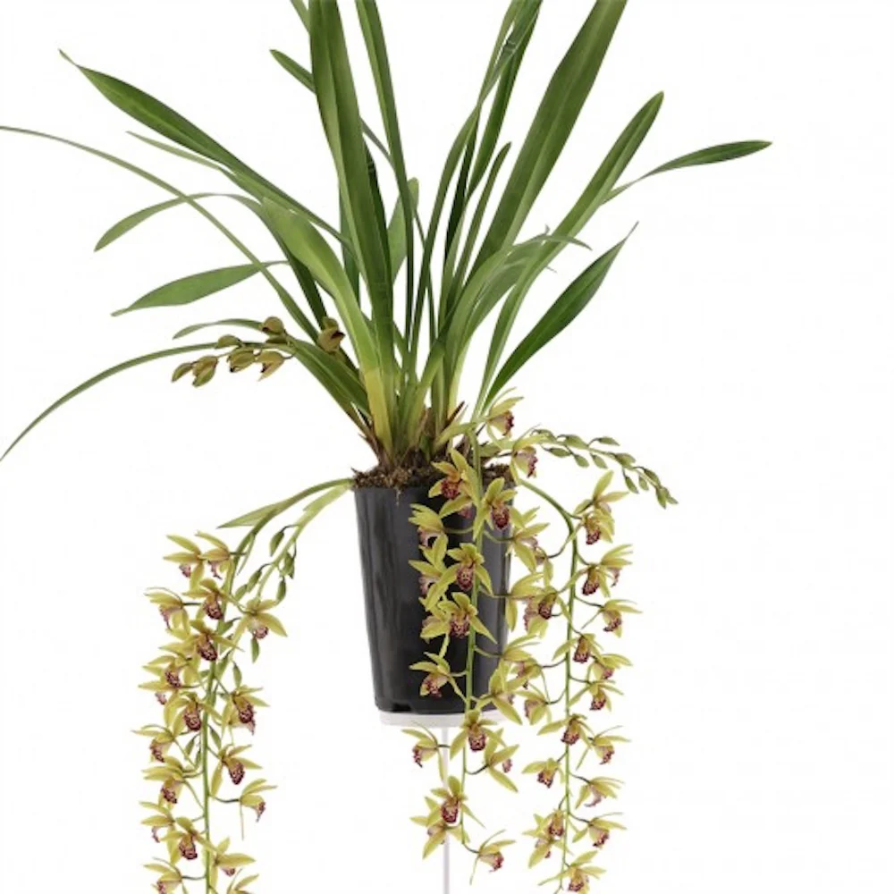 Cymbidium Auburn (curgator)
