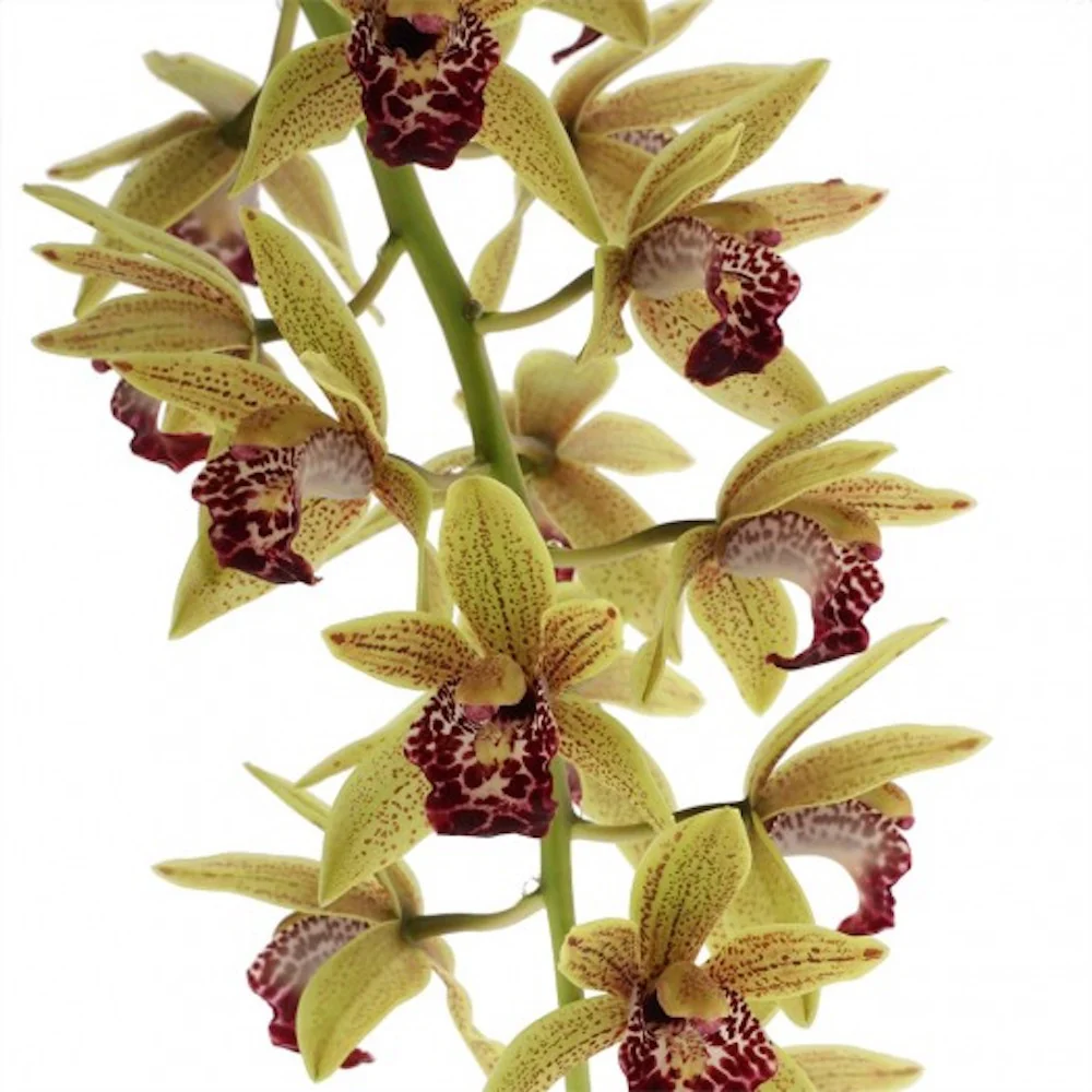 Cymbidium Auburn (curgator)
