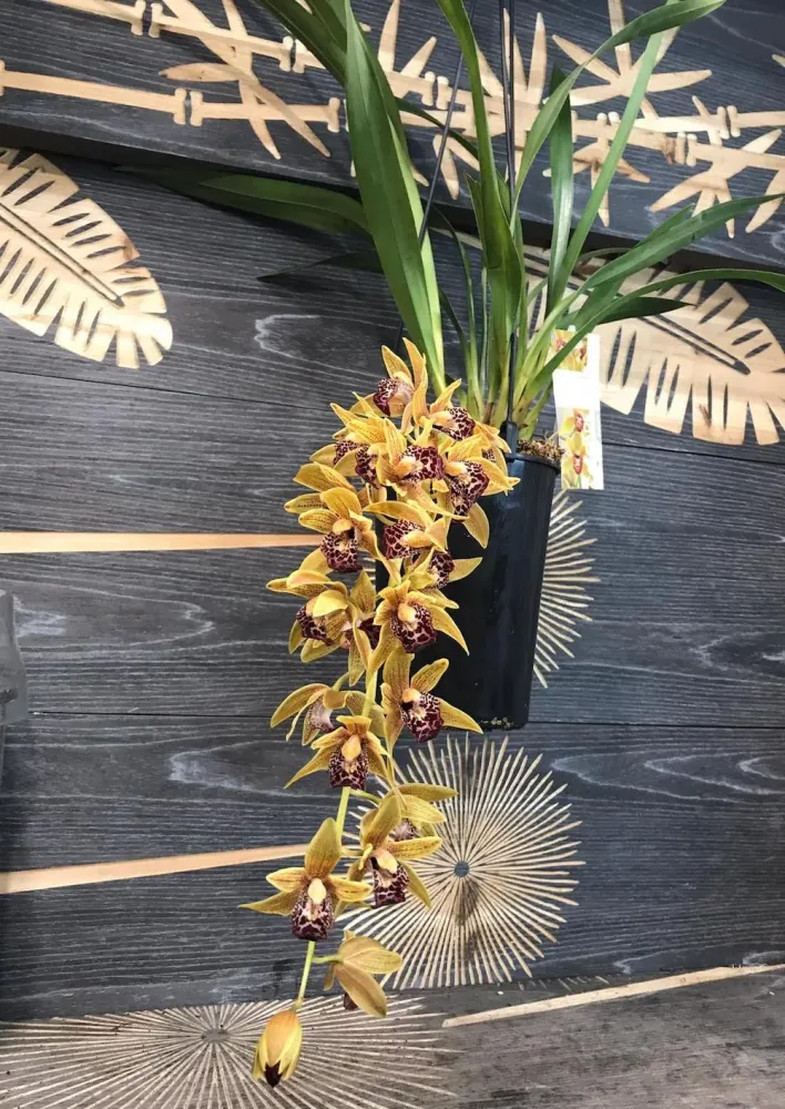 Cymbidium Auburn (curgator)