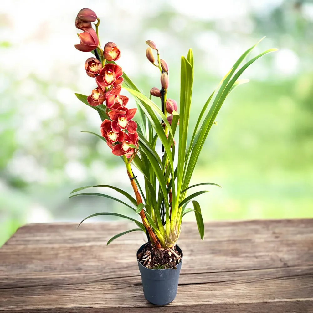 Cymbidium Campfire